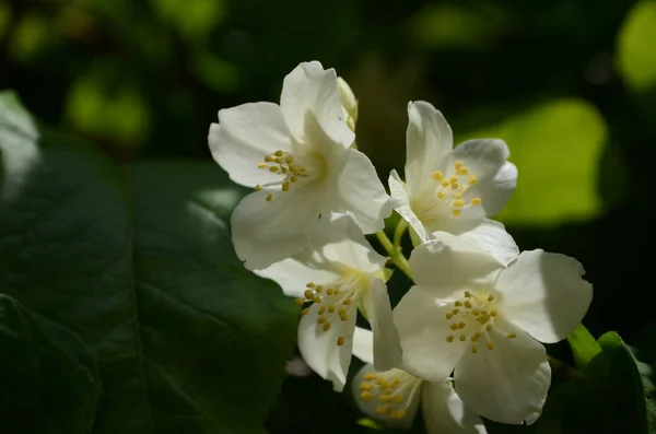 Jázmin Virág Virágzik Bokor Napsütéses Napon — Stock Fotó
