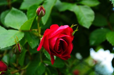 Kırmızı Gül Bush bir bahçe. Rusya.