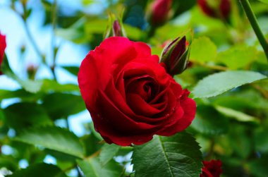 Kırmızı Gül Bush bir bahçe. Rusya.