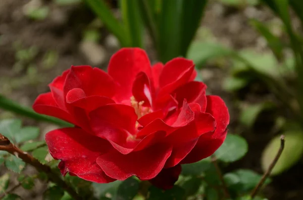 Rosas Vermelhas Arbusto Jardim Rússia — Fotografia de Stock