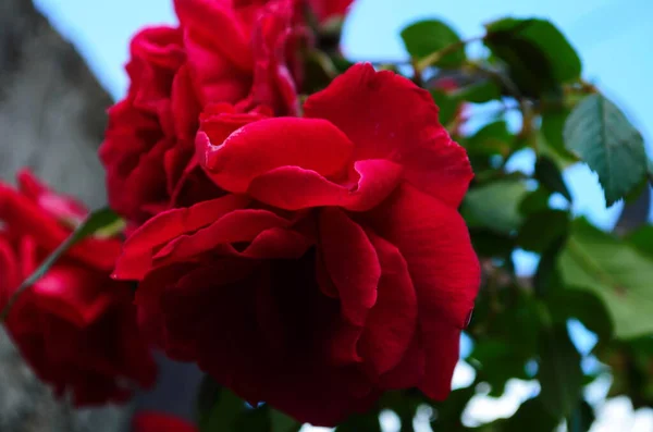 Κόκκινα Τριαντάφυλλα Ένα Θάμνο Ένα Κήπο Ρωσία — Φωτογραφία Αρχείου