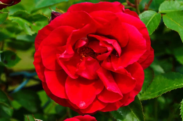 Red Roses on a bush in a garden. Russia.