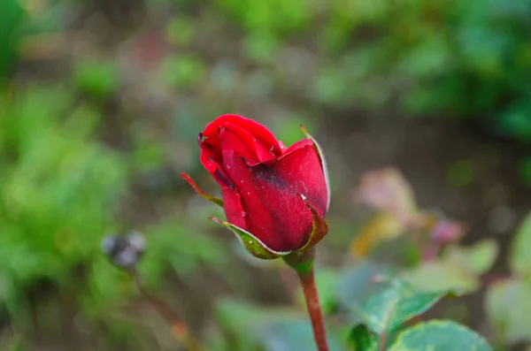 Kırmızı Gül Bush Bir Bahçe Rusya — Stok fotoğraf