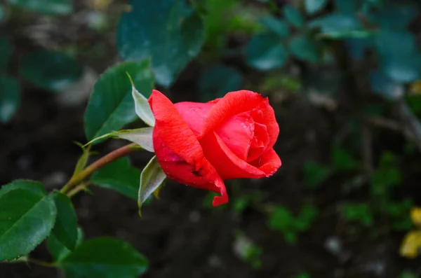 Rose Rosse Cespuglio Giardino Russia — Foto Stock