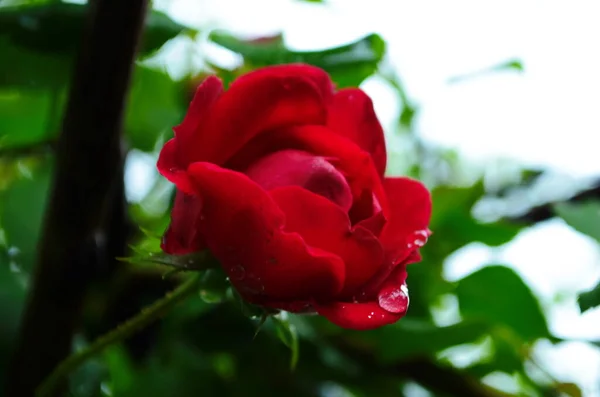 Rote Rosen Einem Strauch Einem Garten Russland — Stockfoto