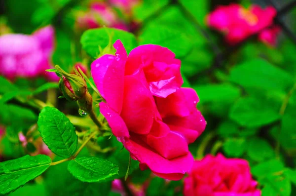 Roses Rouges Sur Buisson Dans Jardin Russie — Photo