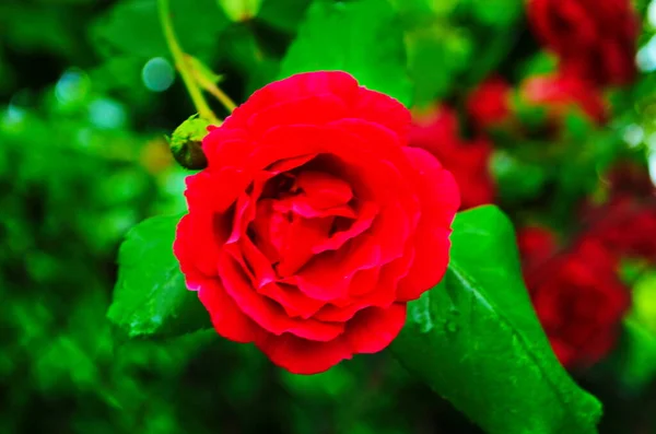 Rose Rosse Cespuglio Giardino Russia — Foto Stock