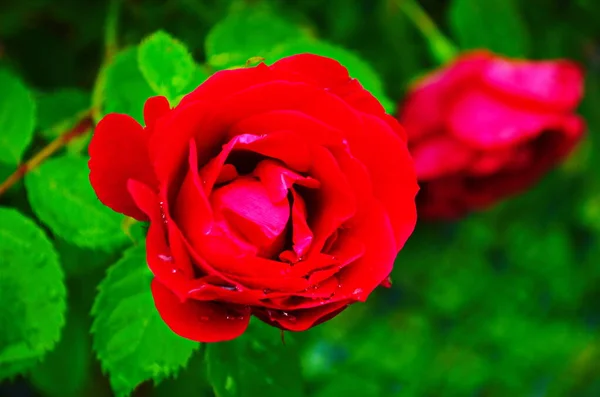 Rose Rosse Cespuglio Giardino Russia — Foto Stock