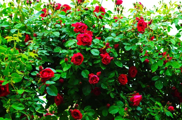 Rosas Rojas Arbusto Jardín Rusia —  Fotos de Stock