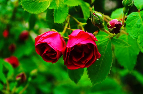 Rose Rosse Cespuglio Giardino Russia — Foto Stock