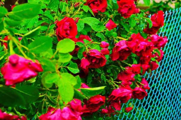Красные Розы Кустах Саду Россия — стоковое фото