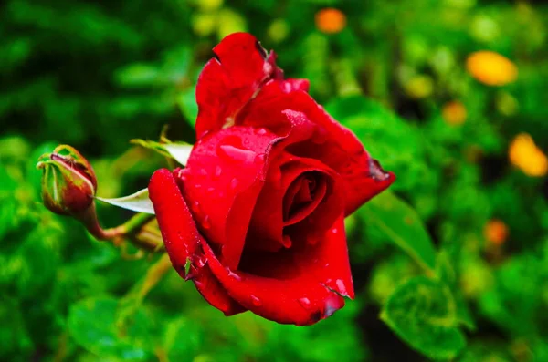 Rosas Rojas Arbusto Jardín Rusia — Foto de Stock