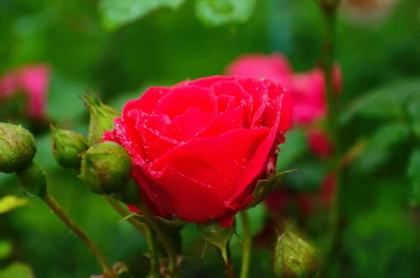 Czerwone Róże Krzaku Ogrodzie Rosja — Zdjęcie stockowe