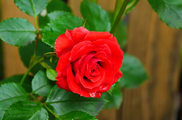 Roses Rouges Sur Buisson Dans Jardin Russie — Photo