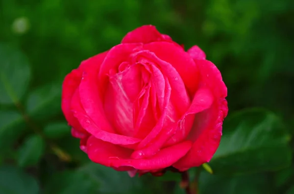 庭の茂みに赤いバラ ロシア — ストック写真