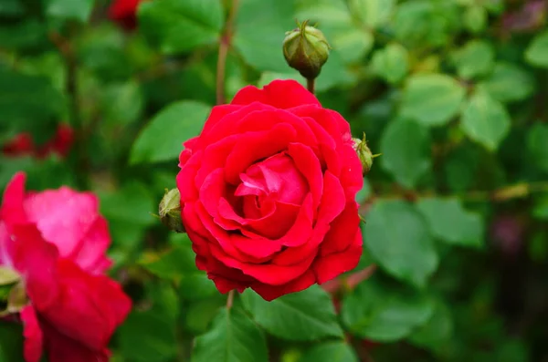 Rote Rosen Einem Strauch Einem Garten Russland — Stockfoto