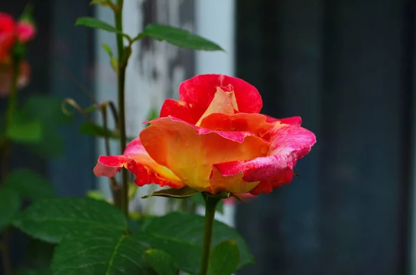 Czerwone Róże Krzaku Ogrodzie Rosja — Zdjęcie stockowe