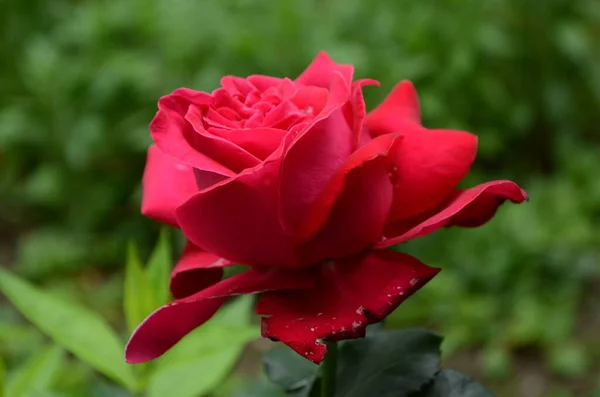 Červená Růže Bush Zahradě Rusko — Stock fotografie