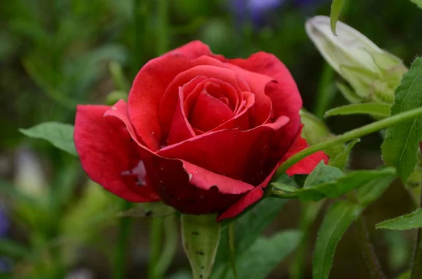 Rosas Rojas Arbusto Jardín Rusia — Foto de Stock