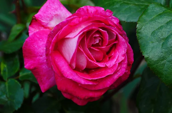 Krásná Fialová Růže Květinyv Parku Close — Stock fotografie