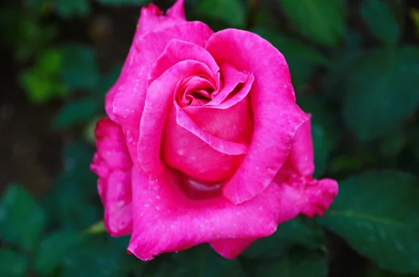 Piękny Fioletowy Kwiat Róży Parku Zbliżenie — Zdjęcie stockowe