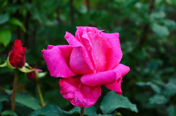 Belle Fleur Rose Pourpre Dans Parc Gros Plan — Photo