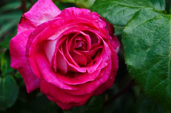 Bel Fiore Rosa Viola Nel Parco Primo Piano — Foto Stock