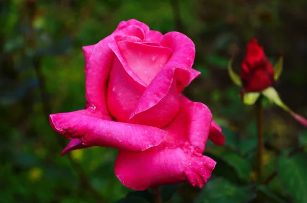 Hermosa Flor Rosa Púrpura Primer Plano Del Parque — Foto de Stock