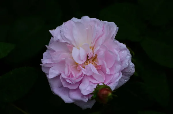 Hermosa Flor Rosa Púrpura Primer Plano Del Parque — Foto de Stock