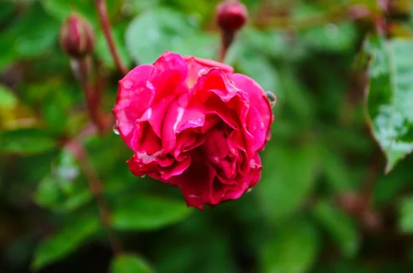 Bel Fiore Rosa Viola Nel Parco Primo Piano — Foto Stock