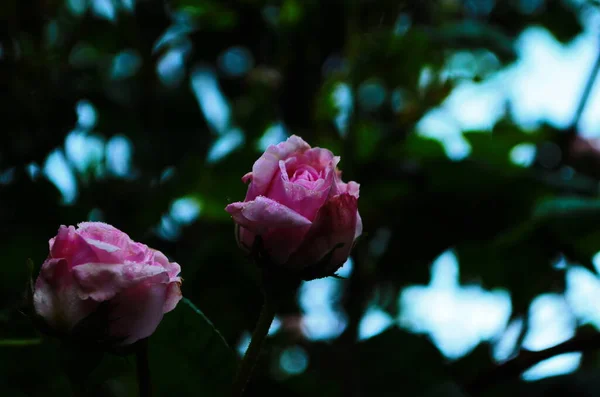 Hermosa Flor Rosa Púrpura Primer Plano Del Parque —  Fotos de Stock