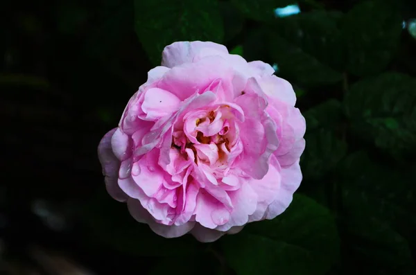 Schöne Lila Rosenblüte Park Aus Nächster Nähe — Stockfoto