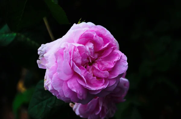 Красивый Фиолетовый Цветок Розы Парке Крупным Планом — стоковое фото