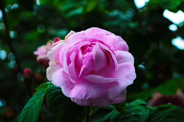 Belle Fleur Rose Pourpre Dans Parc Gros Plan — Photo
