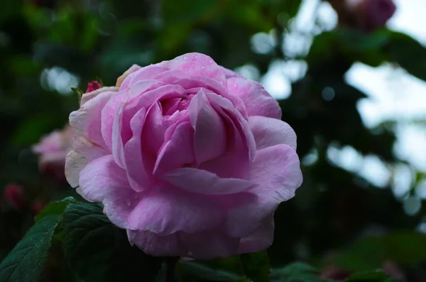 Piękny Fioletowy Kwiat Róży Parku Zbliżenie — Zdjęcie stockowe