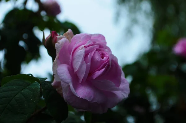 Bel Fiore Rosa Viola Nel Parco Primo Piano — Foto Stock