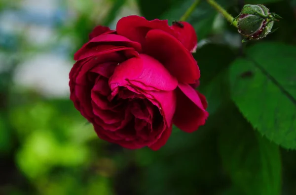 Schöne Lila Rosenblüte Park Aus Nächster Nähe — Stockfoto