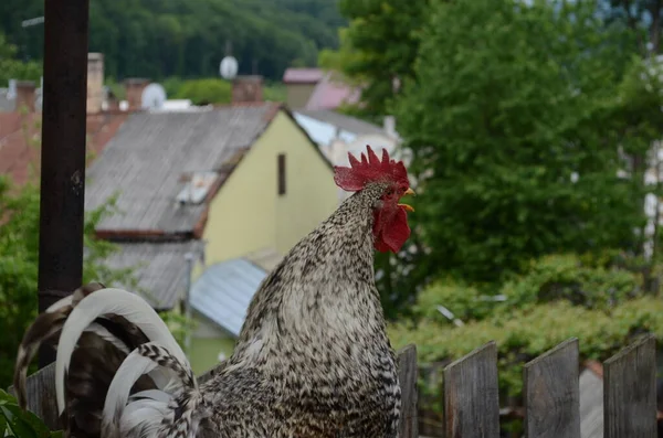 Close Portrait Singing Rooster Singing Rooster Early Morning Funny Portrait — Stock Photo, Image