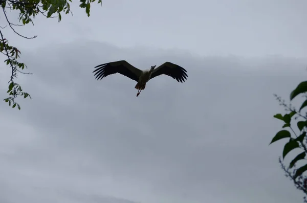 Großer Geflügelter Storch Fliegt Himmel Nomadenvögel — Stockfoto