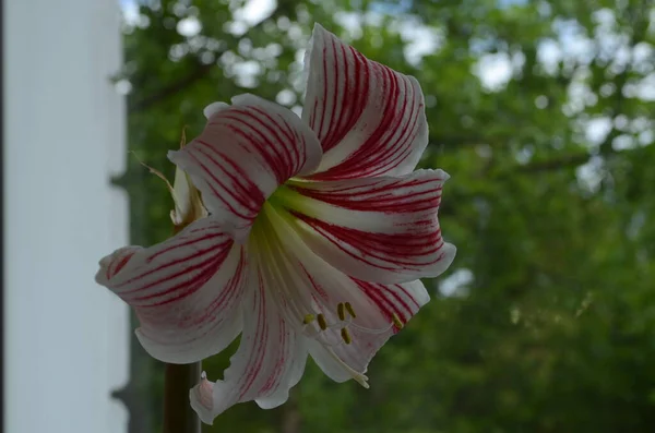Egy Hippeastrum Correiense Közelsége Egy Virágzó Évelő Lágyszárú Hagyma Növény — Stock Fotó