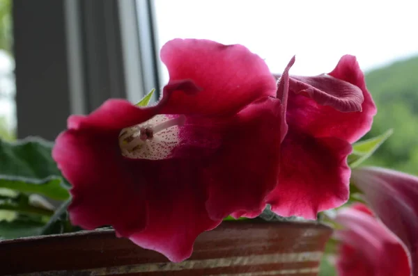 Rosa Gloxinia Fiore Estivo Vaso — Foto Stock