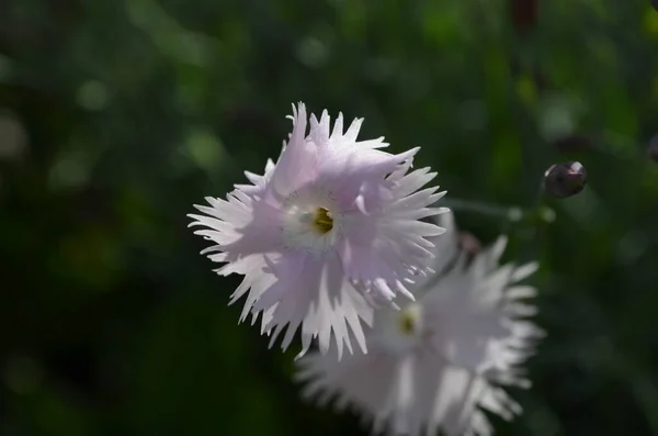 Dianthus Caryophyllus Fleur Rose Gros Plan — Photo