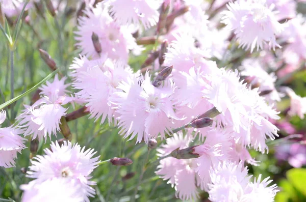 Stock image Dianthus caryophyllus pink flower close up