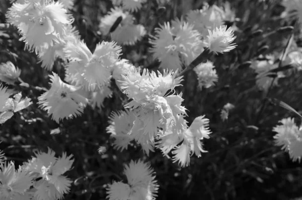 Dianthus Caryophyllus Рожева Квітка Крупним Планом — стокове фото