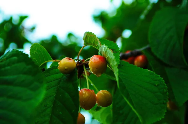 Rote Und Süßkirschen Auf Einem Zweig Kurz Vor Der Ernte — Stockfoto