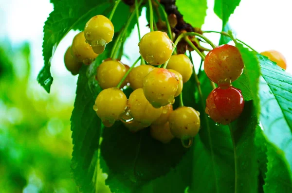 Rote Und Süßkirschen Auf Einem Zweig Kurz Vor Der Ernte — Stockfoto