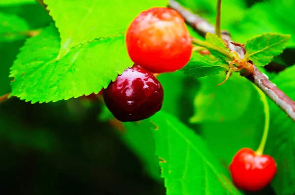 Rote Und Süßkirschen Auf Einem Zweig Kurz Vor Der Ernte — Stockfoto