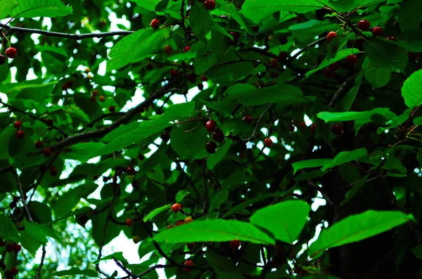 Cerejas Vermelhas Doces Ramo Pouco Antes Colheita Início Verão Fechar — Fotografia de Stock