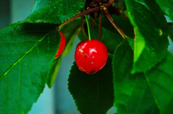 Cerejas Vermelhas Doces Ramo Pouco Antes Colheita Início Verão Fechar — Fotografia de Stock