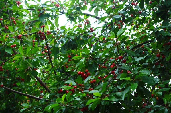 Cerejas Vermelhas Doces Ramo Pouco Antes Colheita Início Verão Fechar — Fotografia de Stock